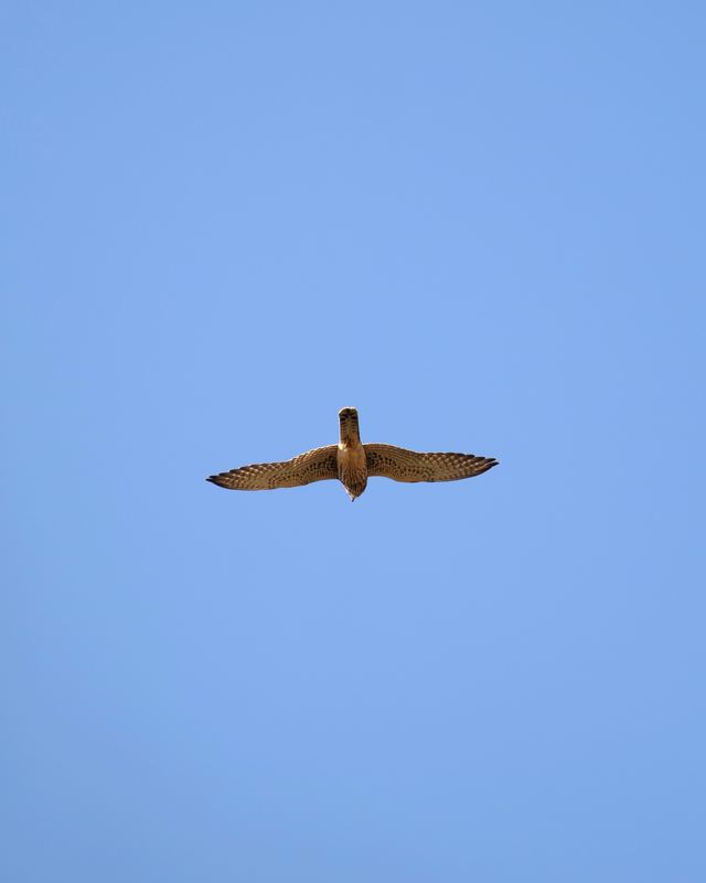 Common Kestrel