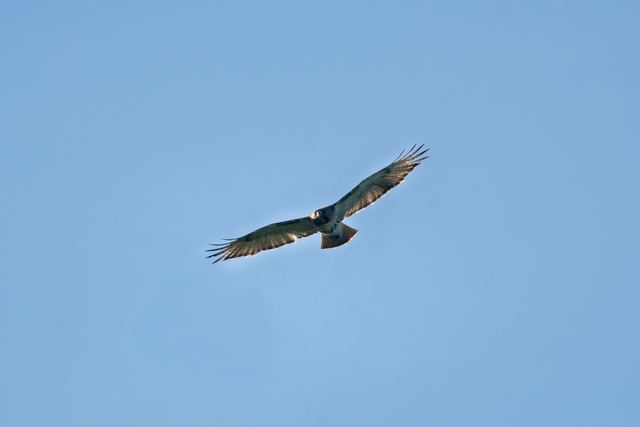Red-tailed Hawk