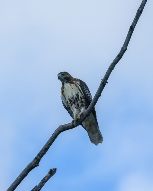Red-tailed Hawk