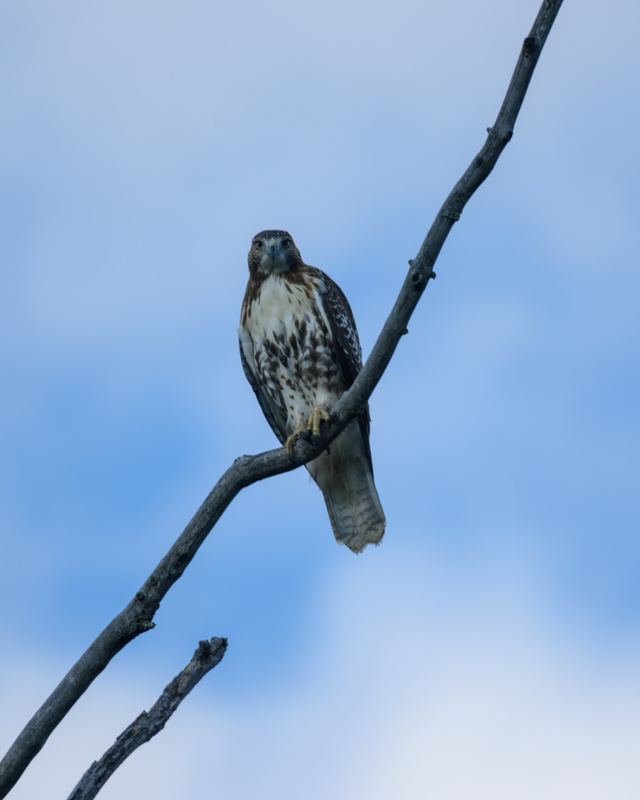 Red-tailed Hawk