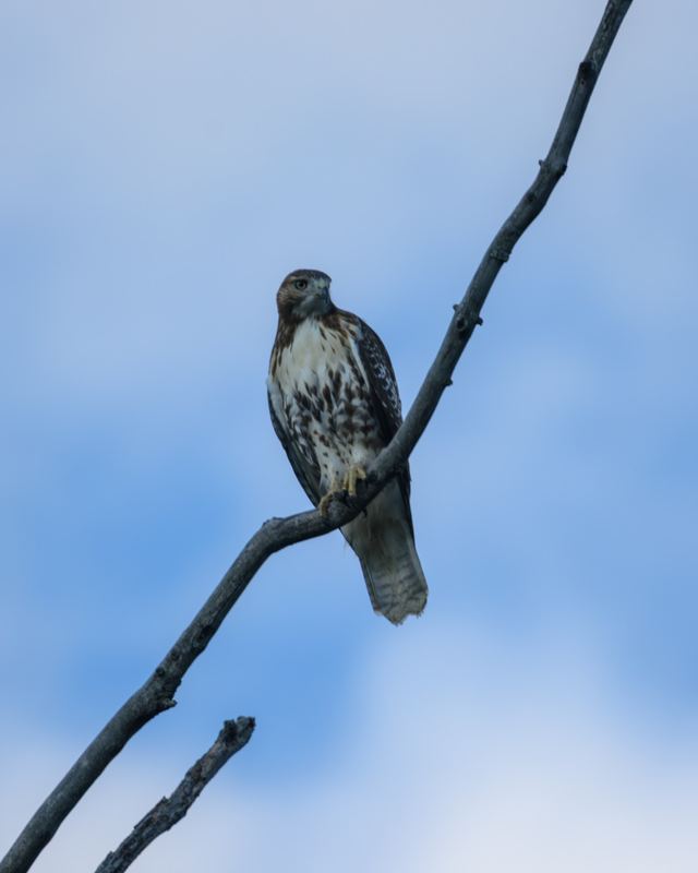 Red-tailed Hawk