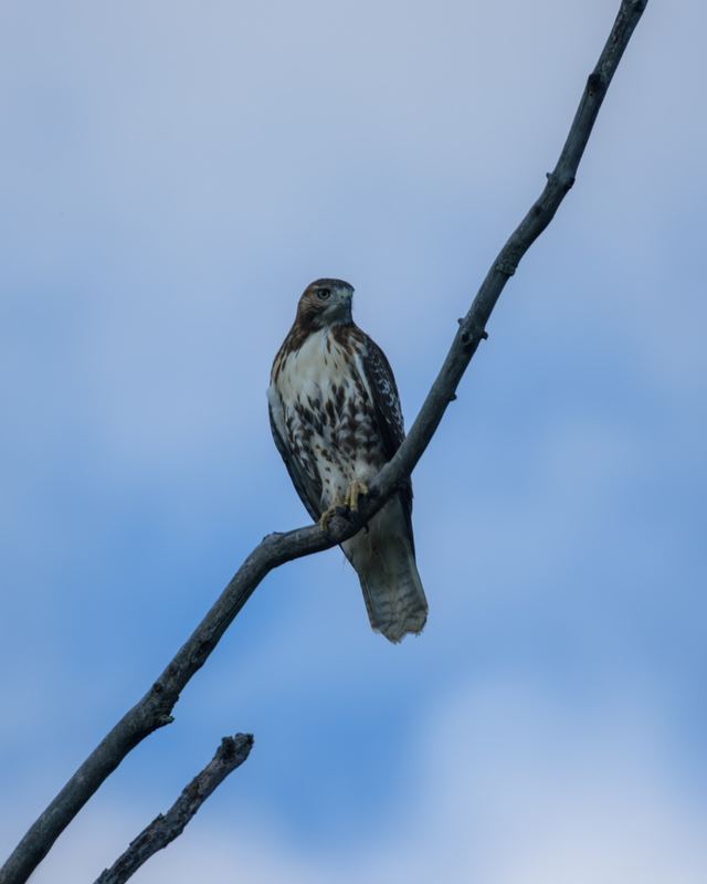 Red-tailed Hawk