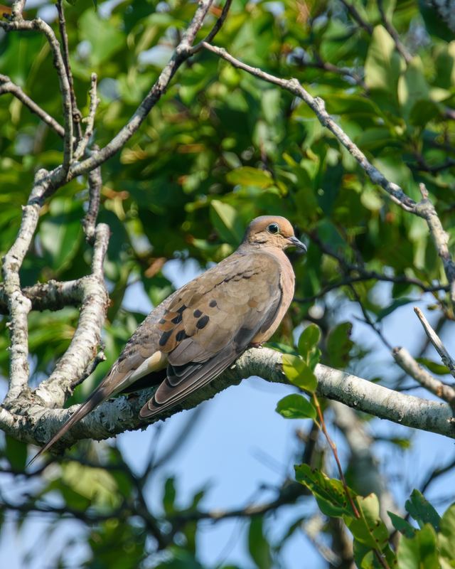 Mourning Dove
