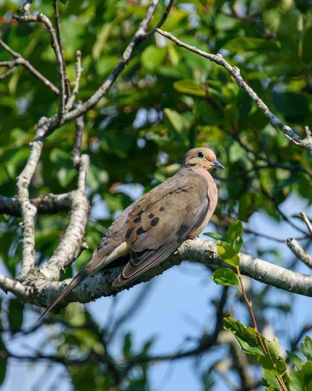 Mourning Dove