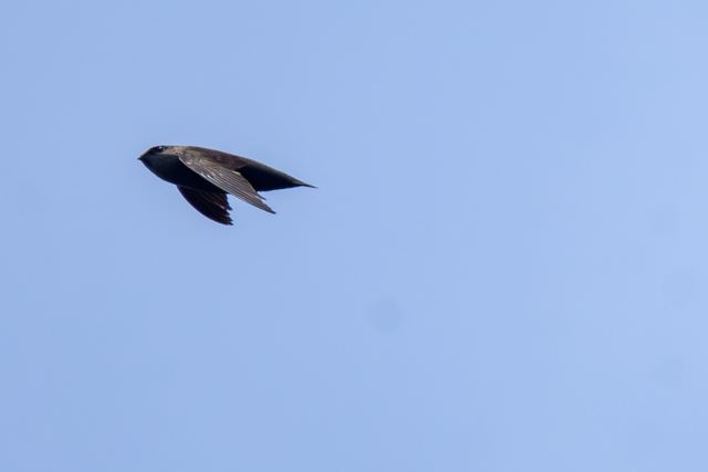 Chimney Swift