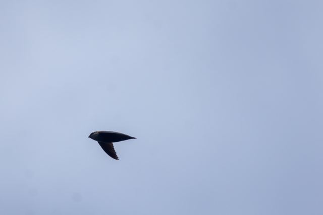 Chimney Swift