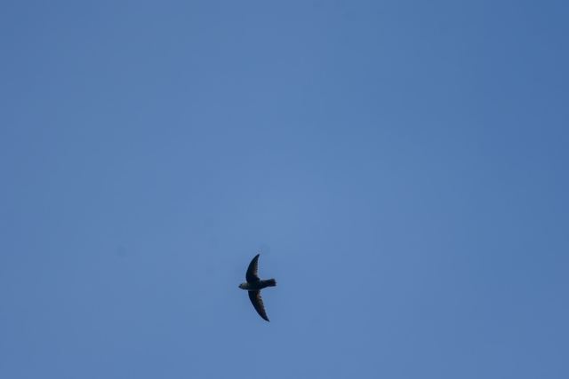 Chimney Swift