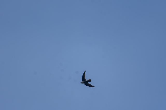 Chimney Swift