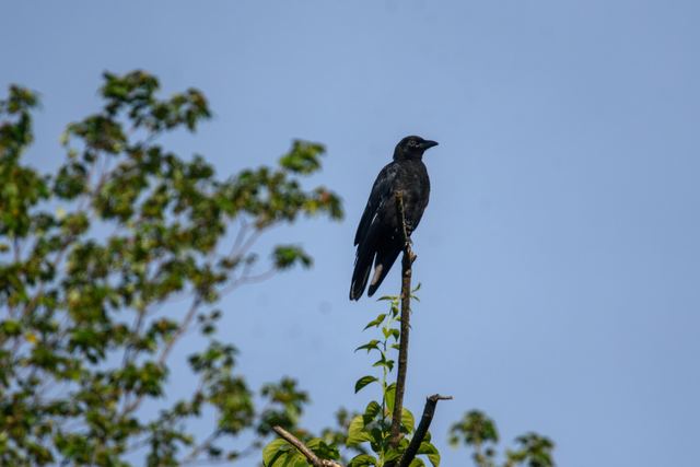 American Crow
