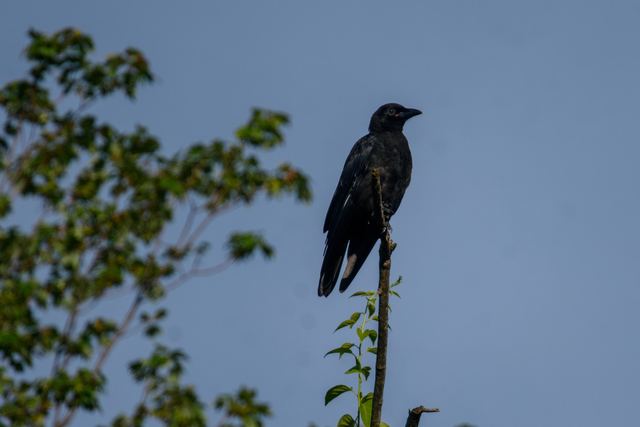 American Crow