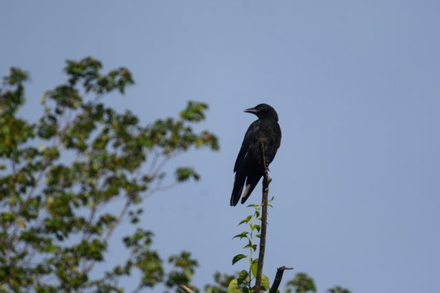 American Crow