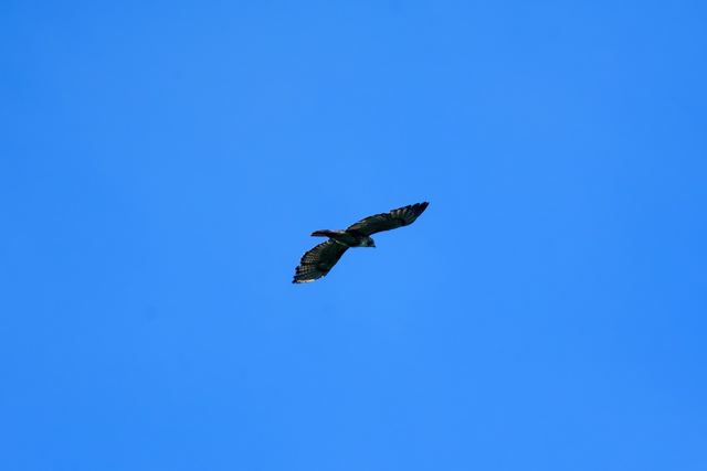 Red-tailed Hawk