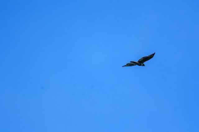 Red-tailed Hawk