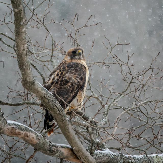 Red-tailed Hawk