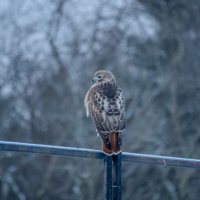 Red-tailed Hawk