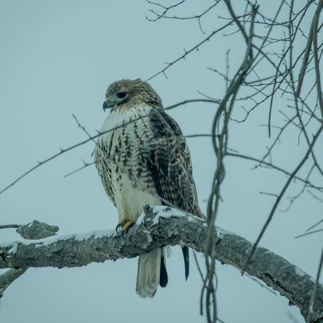 Red-tailed Hawk