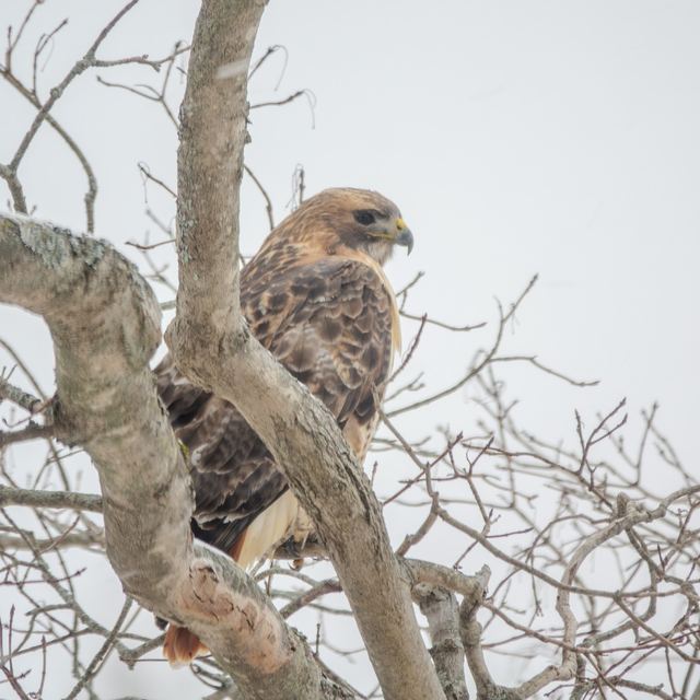 Red-tailed Hawk