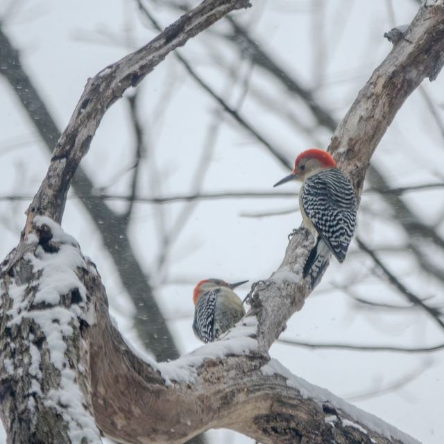 Red-bellied Woodpecker