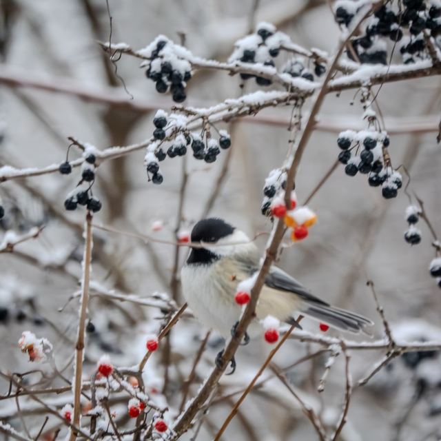 Black-capped Chickadee