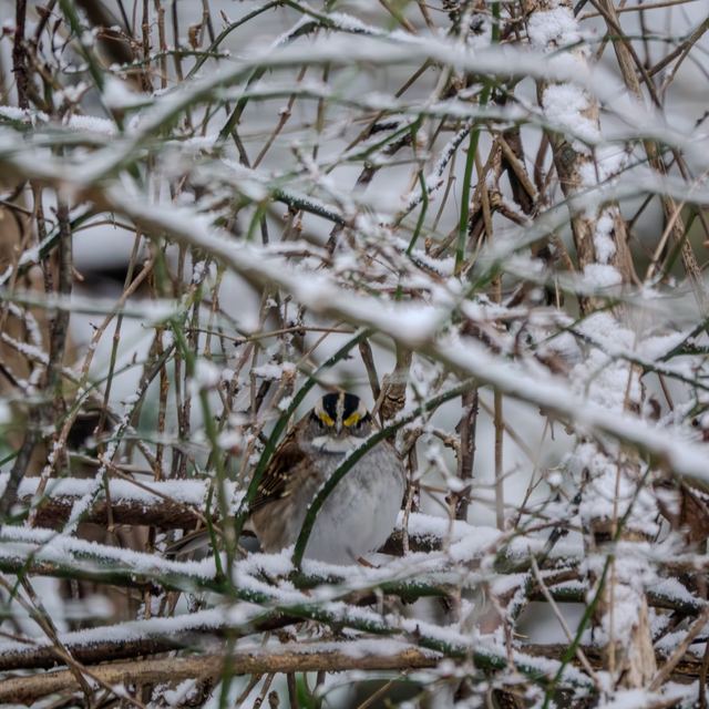 White-throated Sparrow