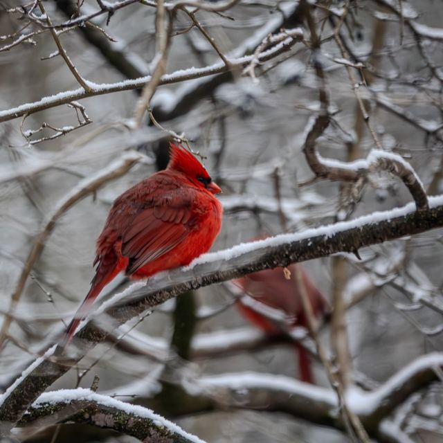 Northern Cardinal