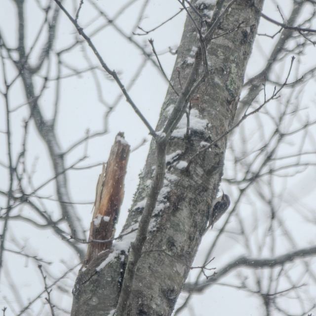 Brown Creeper