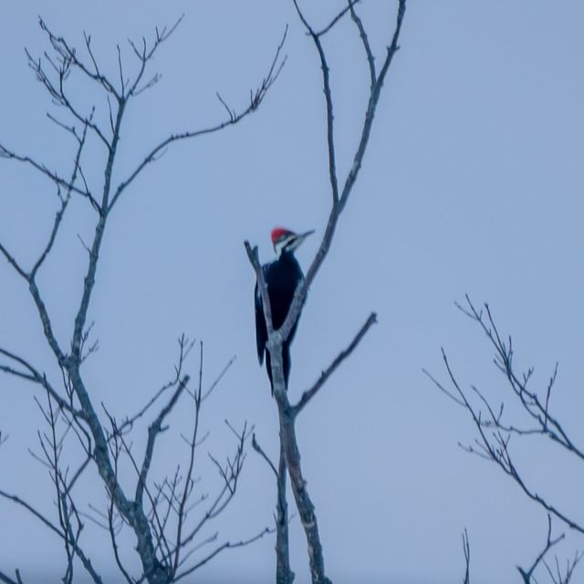 Pileated Woodpecker