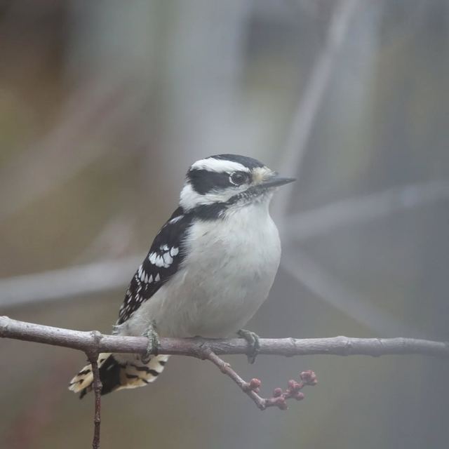 Downy Woodpecker