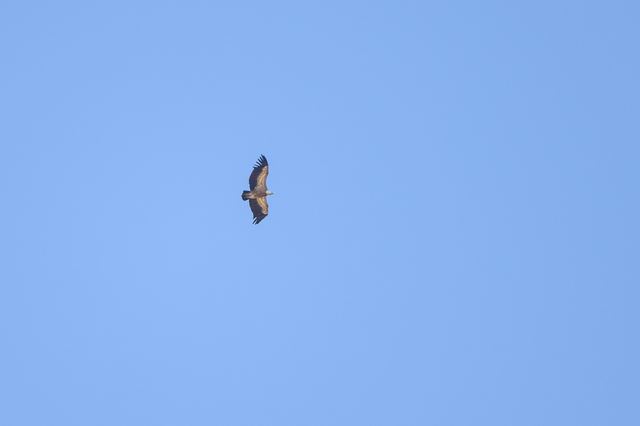 Cinereous Vulture