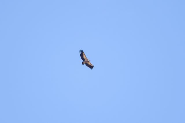 Cinereous Vulture