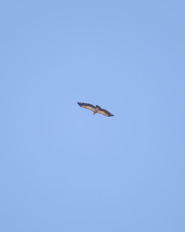 Cinereous Vulture