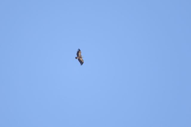 Cinereous Vulture
