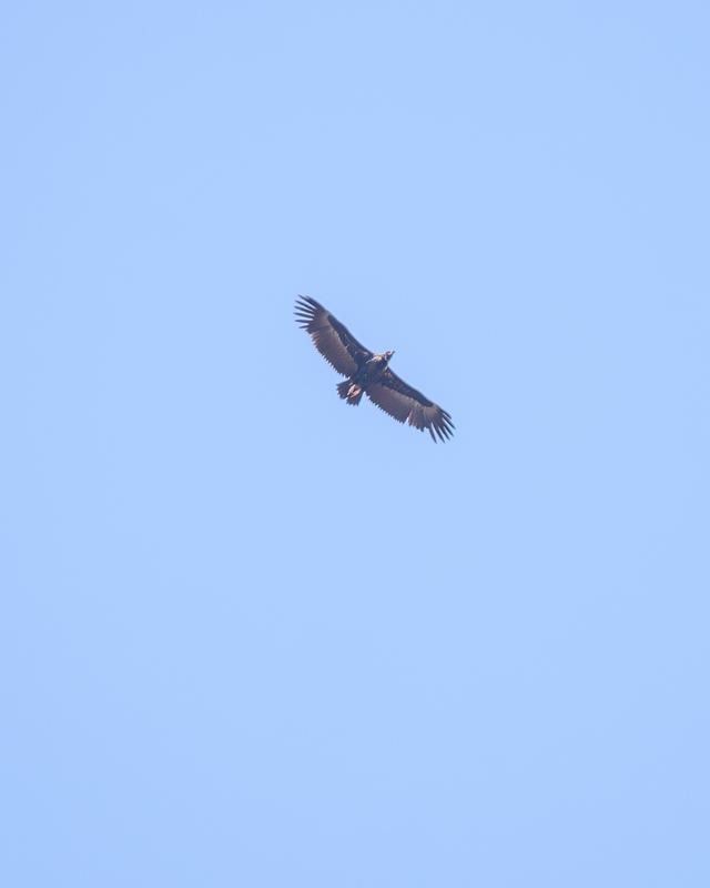 Eurasian Griffon
