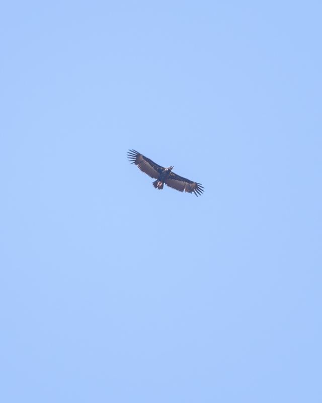 Eurasian Griffon
