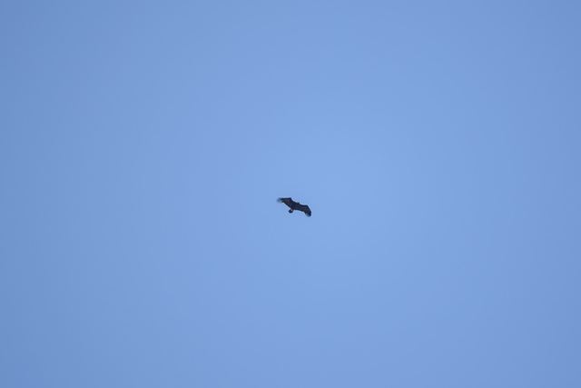 Eurasian Griffon