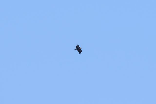 Booted Eagle