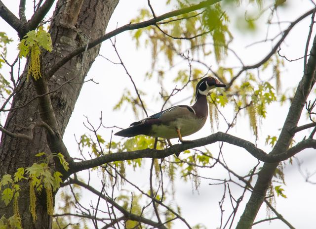 Wood Duck