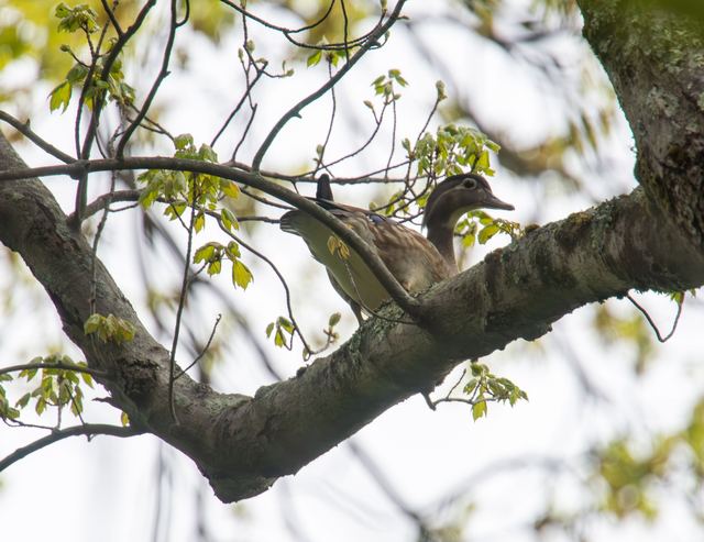 Wood Duck