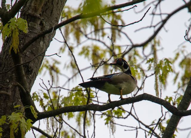 Wood Duck