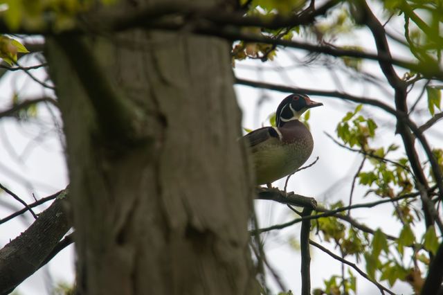 Wood Duck