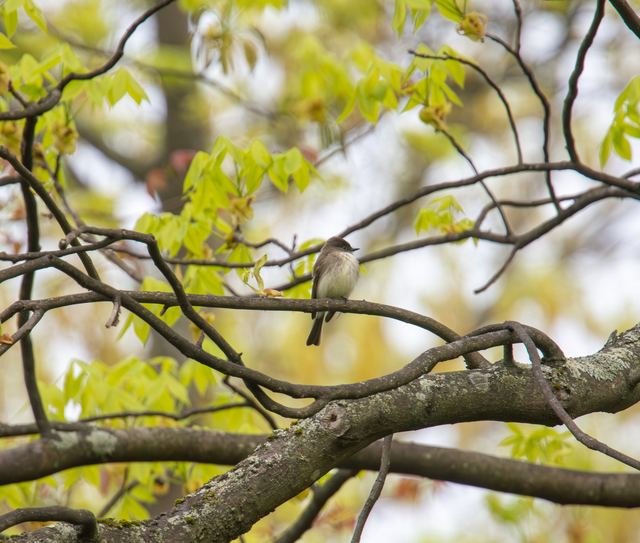Eastern Phoebe