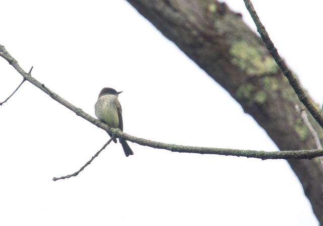 Eastern Phoebe