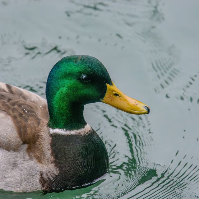 Mallard
