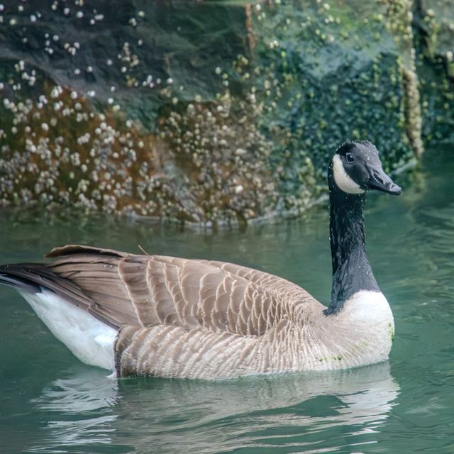 Canada Goose