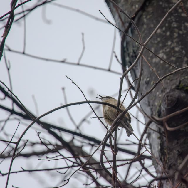 Carolina Wren