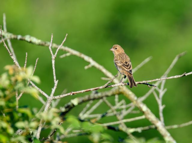 House Finch