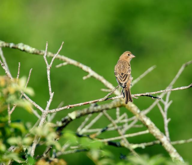 House Finch