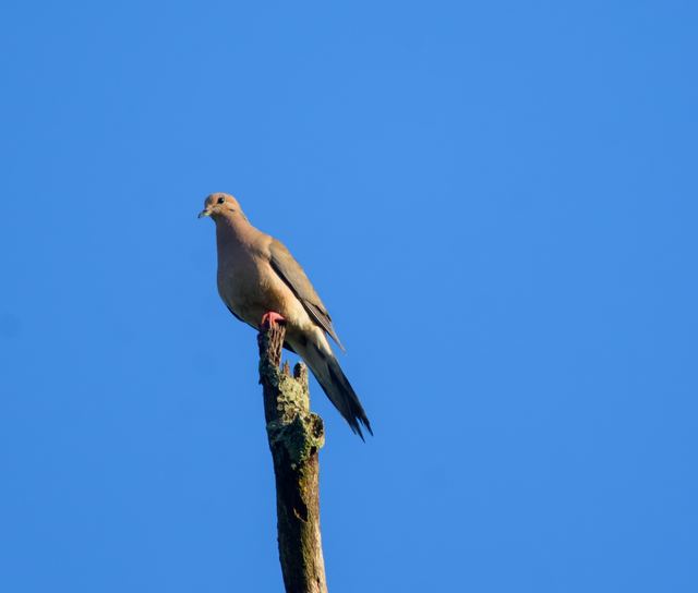 Mourning Dove