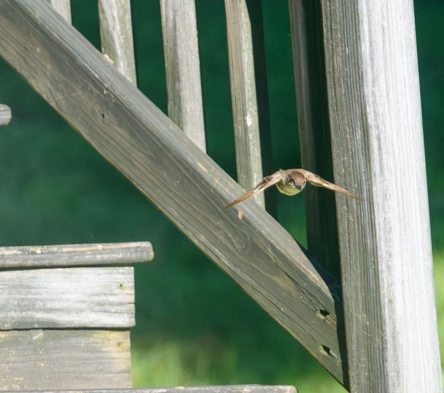 Eastern Phoebe