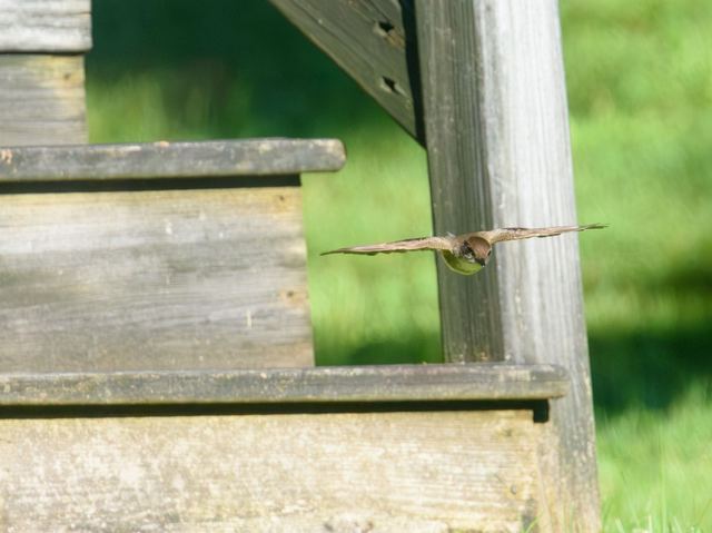 Eastern Phoebe